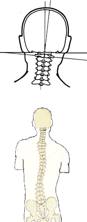アジャストメントは、合理的な体位と、ごく弱い力で与える微振動による極めて自然なもので、身体に防御反応を起こさせずに一瞬で終わります。